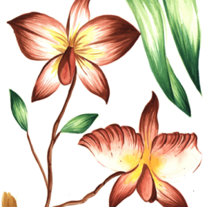 Fe Yamamoto - Orquídeas
