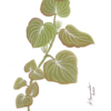 Fe Yamamoto - Pariparoba - Imagem 2