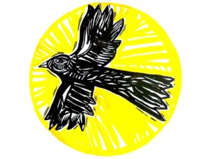 Caburé - Passaro preto